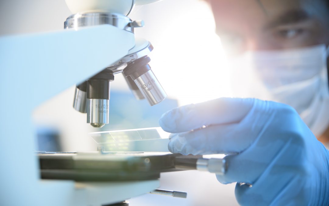 Des embryons de souris survivent quelques jours dans un « utérus artificiel »