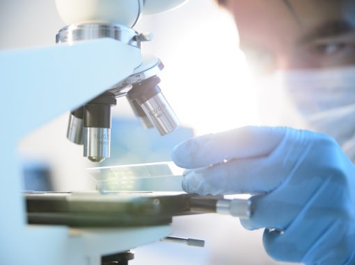 Des embryons de souris survivent quelques jours dans un « utérus artificiel »
