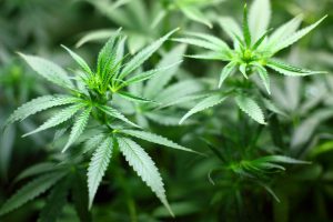 Cannabis médical : l’expérimentation commence en France