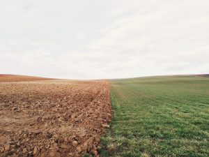 UE : Un cadre à part pour les « nouveaux OGM » ?