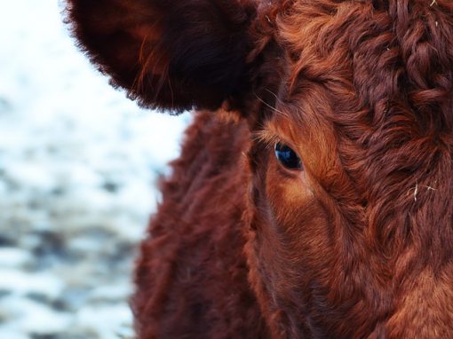 Etats-Unis : feu vert à la vente de bœufs édités génétiquement