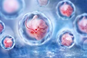 Des embryons humains créés à partir de cellules souches embryonnaires humaines