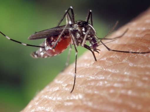 Des moustiques génétiquement modifiés relâchés en Floride