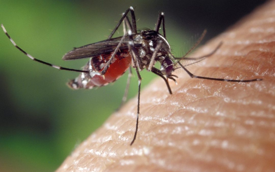 Etats-Unis : des milliards de moustiques génétiquement modifiés bientôt relâchés