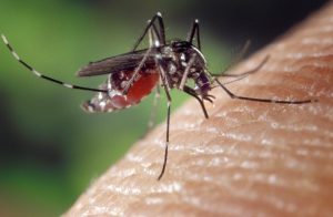 Etats-Unis : des milliards de moustiques génétiquement modifiés bientôt relâchés