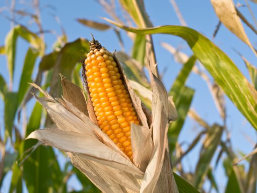 « Nouveaux » OGM : lancement d’une consultation publique par la Commission européenne