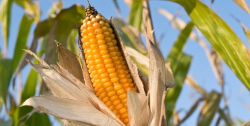 La Commission européenne pourrait déréguler les « nouveaux OGM » dès 2023