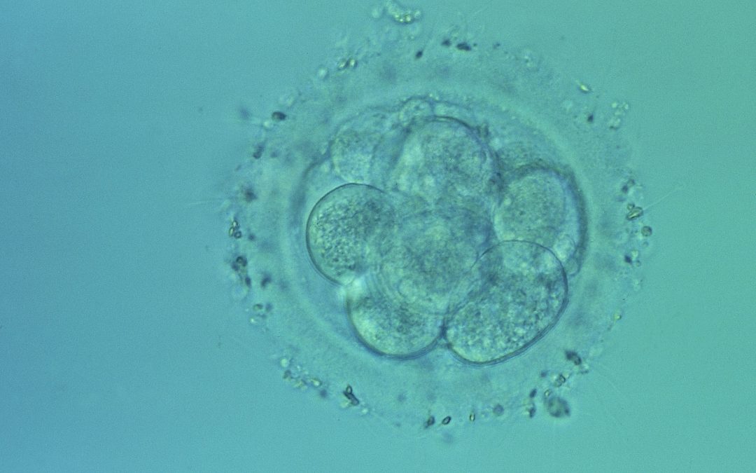 FIV et grossesses multiples : la manipulation des embryons en cause