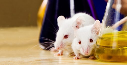 Une équipe chinoise produit des souriceaux à partir de deux souris femelles