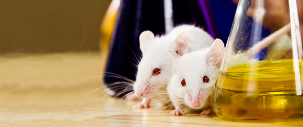 Des souris rajeunies, mais avec une espérance de vie raccourcie