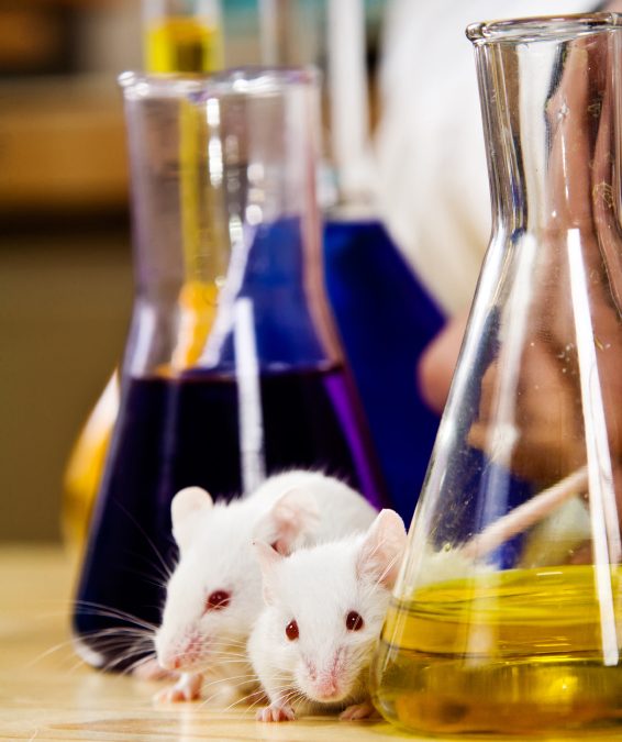 Gamétogenèse in vitro : des chercheurs poursuivent leurs travaux chez la souris