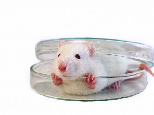 Des souris fabriquées après une « fusion » de chromosomes