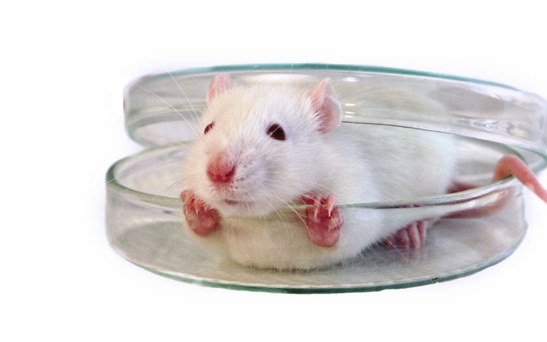 Des organoïdes de cerveau humain implantés chez des rats pour étudier un traitement