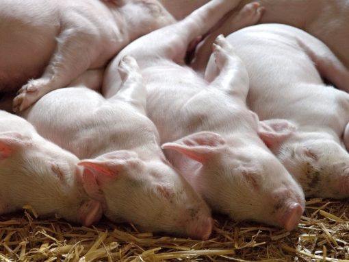 Des cœurs de porcs implantés chez des nourrissons : bientôt une réalité ?