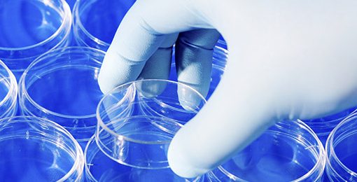 Les Néerlandais plus opposés à la création d'embryons humains pour la recherche