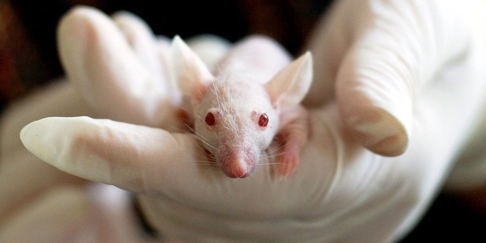 Cholestérol : des scientifiques éditent l’épigénome de souris in vivo