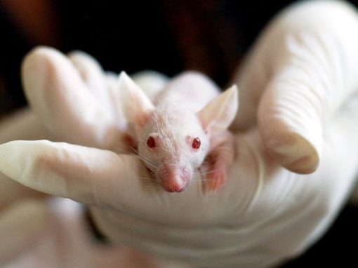 Des neurones humains implantés dans le cerveau de ratons