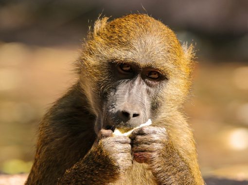 Xénotransplantation : Des babouins survivent plus de six mois avec un cœur de porc