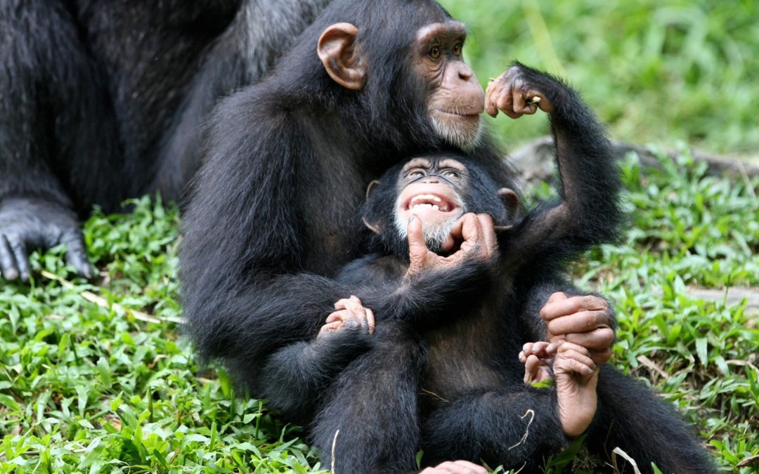 China: transgenic monkeys regardless of ethics?