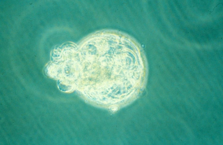 embryon