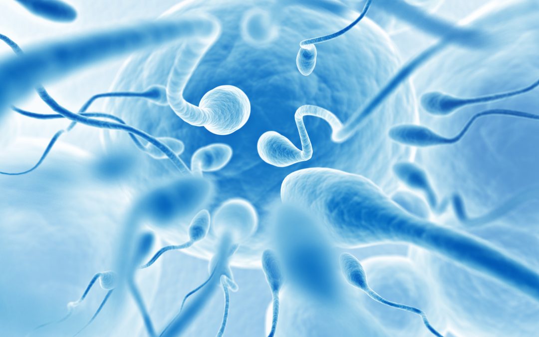 Des causes épigénétiques à l’origine de l’infertilité masculine ?