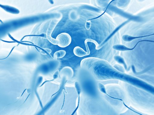 Une nouvelle piste d’explication de l’infertilité masculine ?