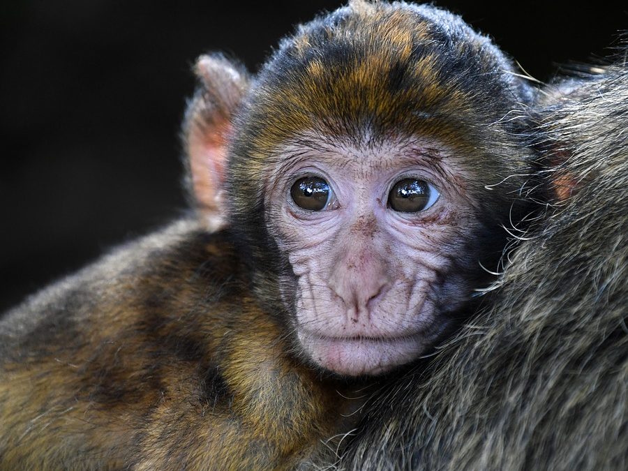 Chimères : des chercheurs chinois font naître un macaque fluorescent