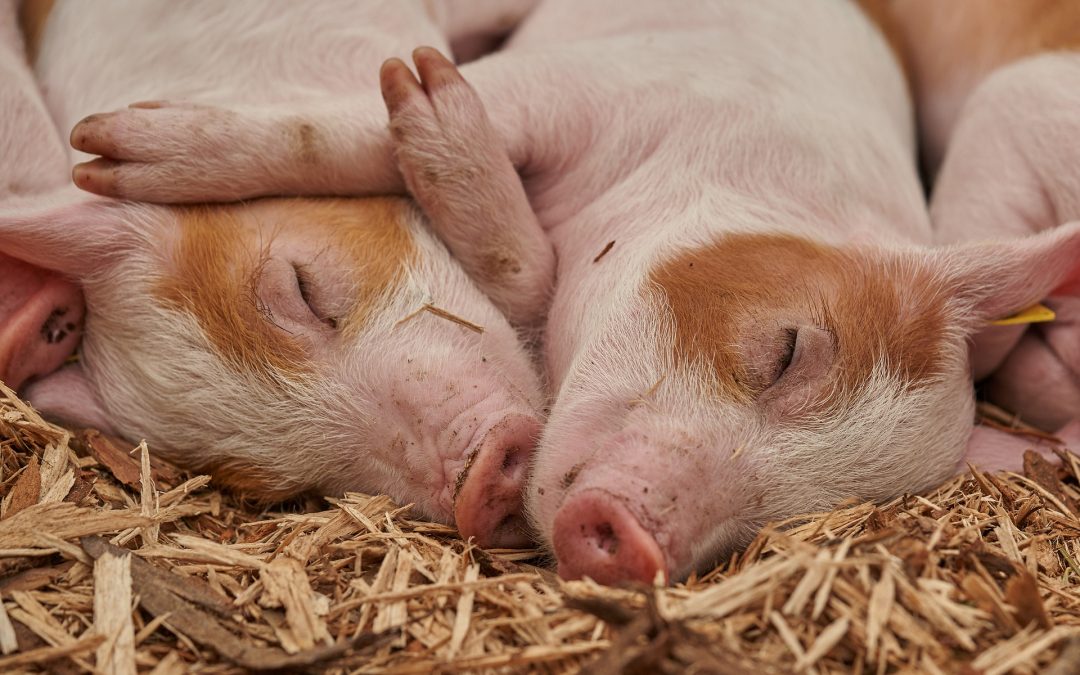 Des reins humains cultivés dans des embryons de porc