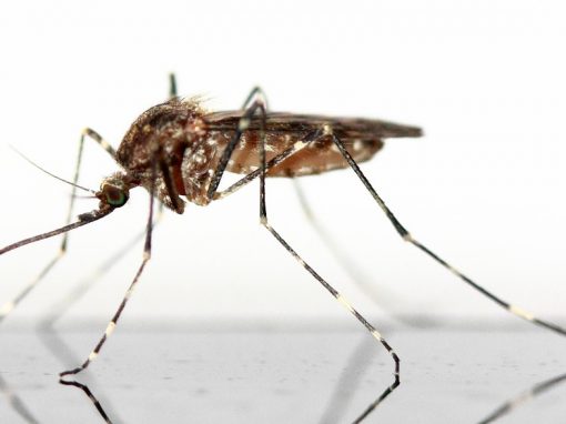 Premier lâché de moustique génétiquement modifié au Burkina Faso
