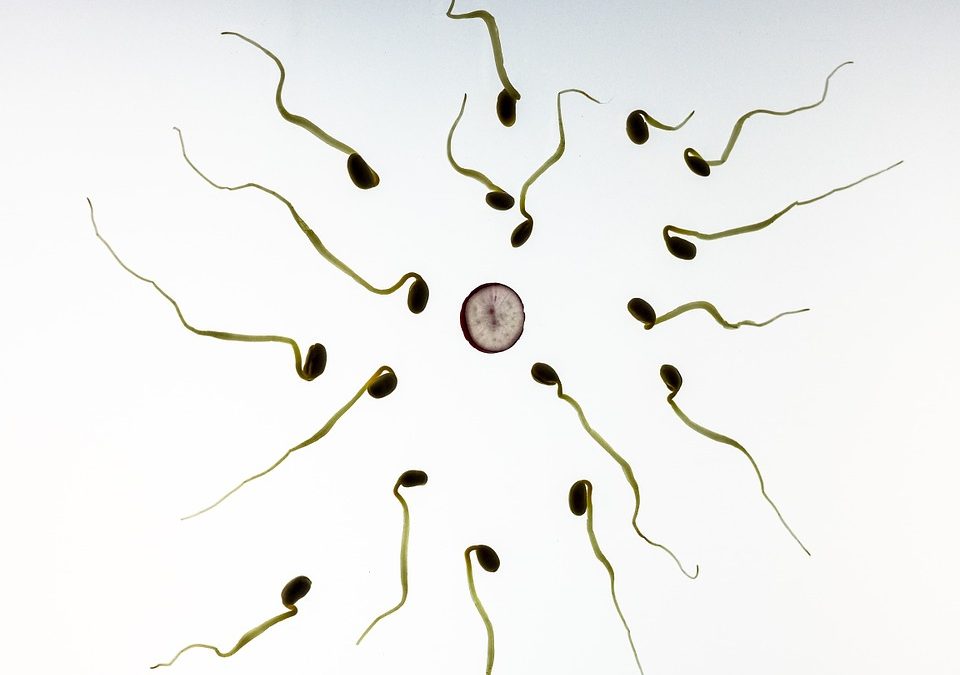 Introduire des modifications génétiques dans l’embryon en modifiant le sperme humain avec CRISPR ?