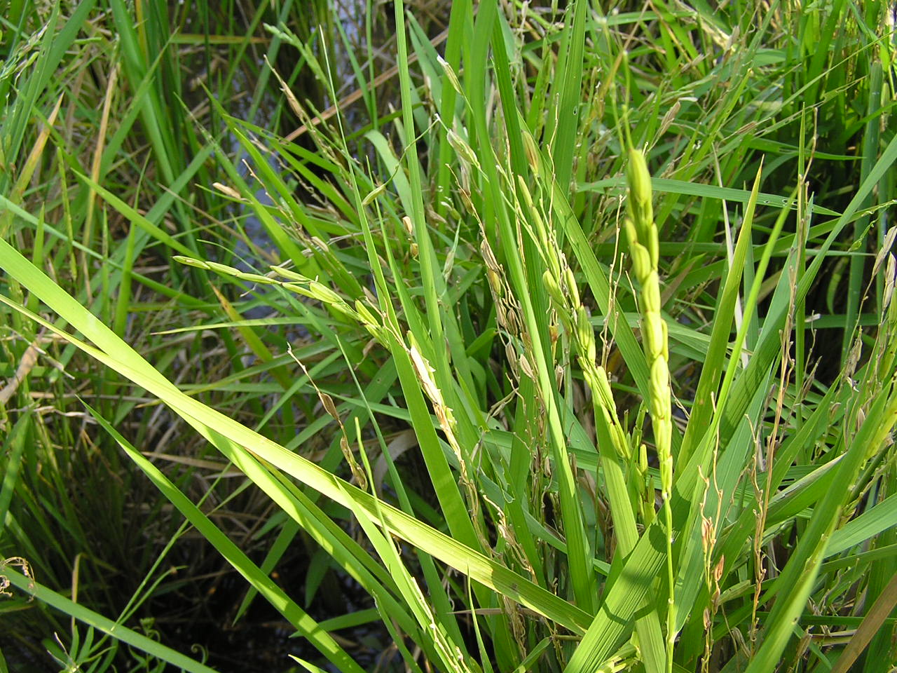 Rice_plant_with_grains