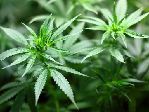 L’Assemblée vote en faveur d’une expérimentation française du cannabis thérapeutique