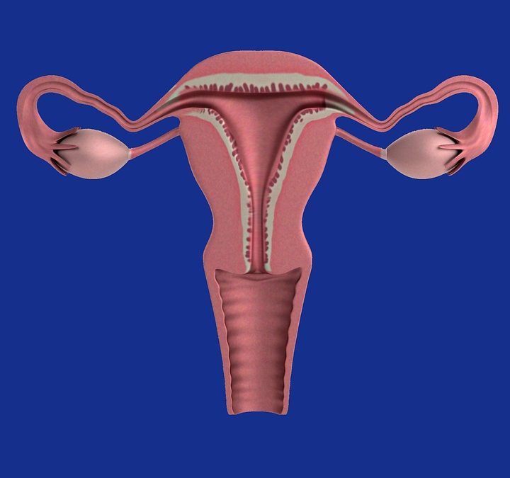 En Espagne, le « rajeunissement ovarien » à l’étude