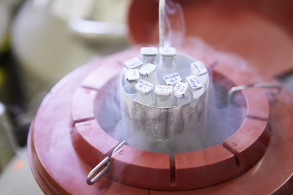 Embryons congelés : un risque plus élevé d’hypertension artérielle