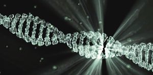CRISPR-Cas 9 : une « perte chromosomique » répandue lors de l'édition des lymphocytes T humains