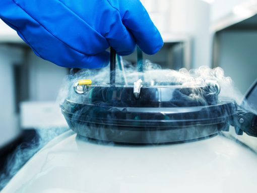 PMA : un risque accru de pré-éclampsie avec le transfert d’embryons congelés