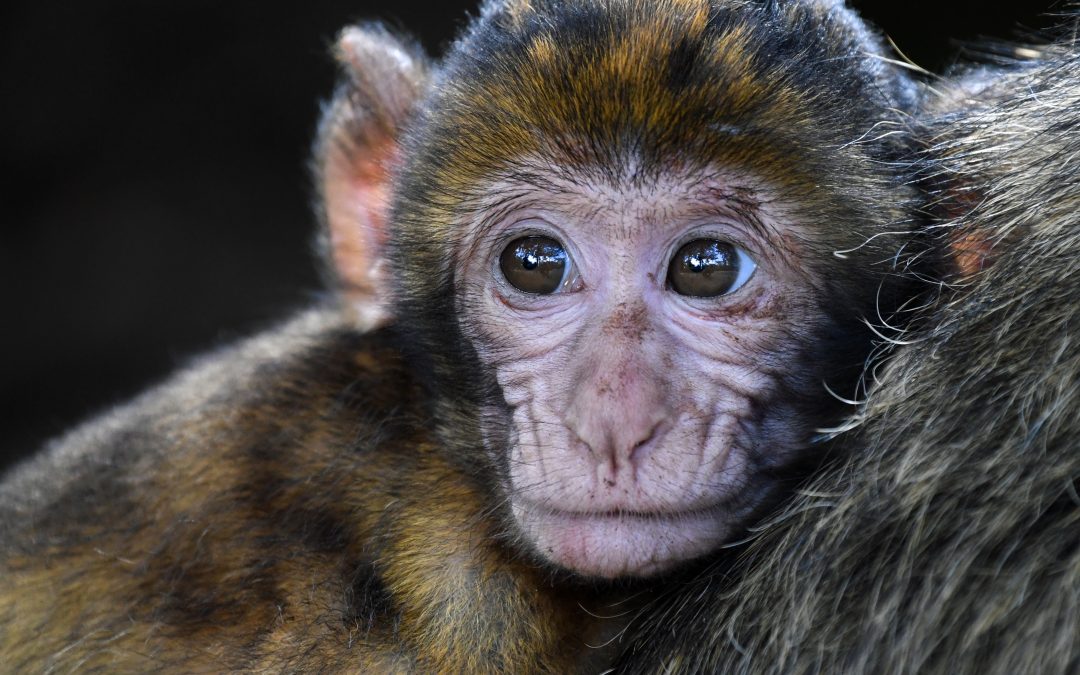 Des fœtus de singe génétiquement édités in utero