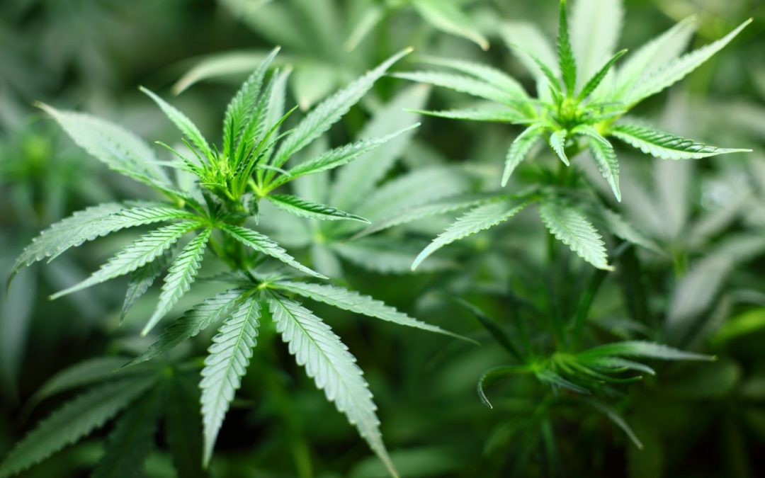 Cannabis : des effets durables et transmissibles à la descendance