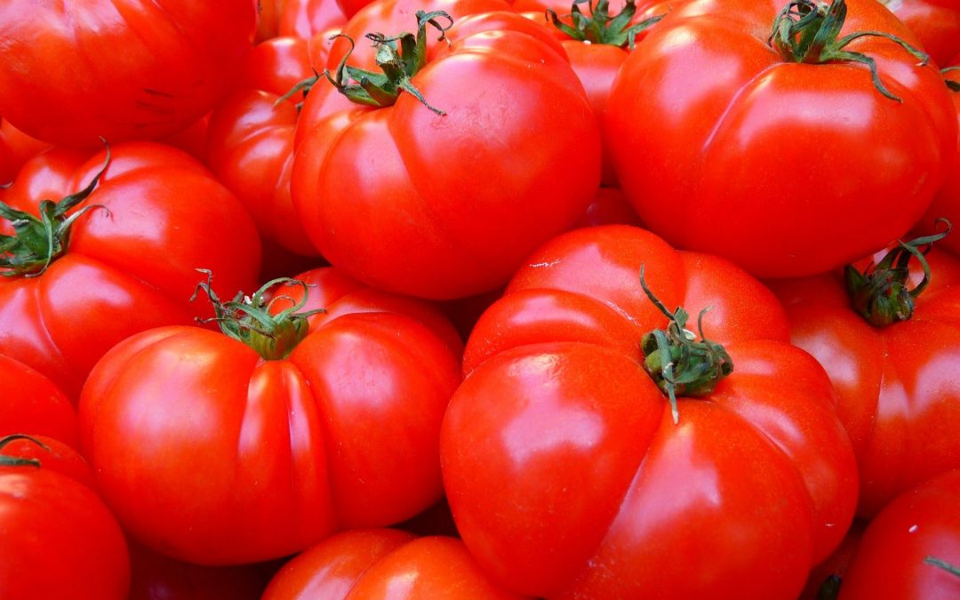 Japon : une variété de « tomates CRISPR » mise sur le marché