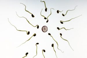 Des spermatozoïdes « fabriqués » à partir de cellules souches embryonnaires de primates