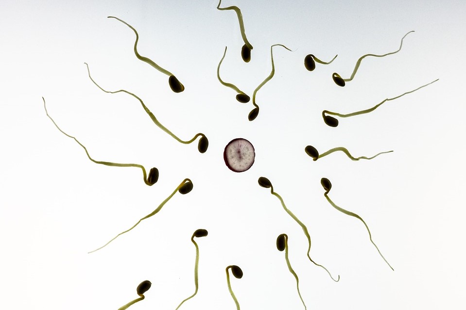 Des spermatozoïdes « fabriqués » à partir de cellules souches embryonnaires de primates