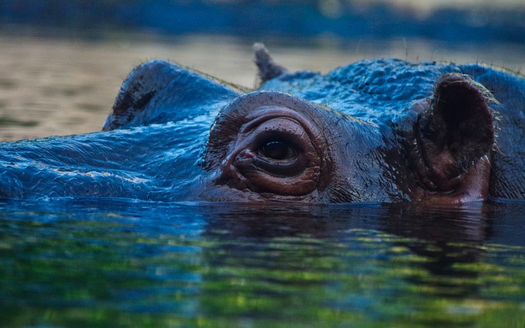 Ohio : une personnalité juridique pour des hippopotames