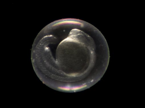 Développement embryonnaire : un mécanisme d’autodestruction des cellules « défectueuses »