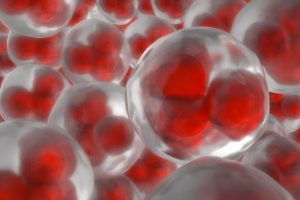 Avoir des cellules aneuploïdes : un état fréquent chez l’embryon en phase précoce