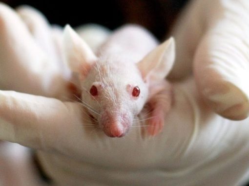 CRISPR : des chercheurs font naître des souris d’ovocytes non fécondés