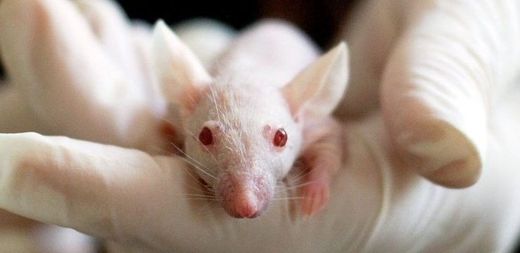 Autisme : des chercheurs éditent le génome de souris in vivo et modifient leur comportement