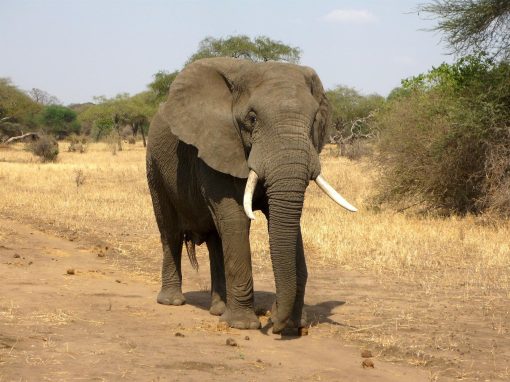 Etats-Unis : un éléphant n’est pas juridiquement une personne humaine