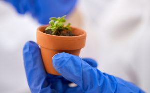 L'Europe exclut la mutagenèse aléatoire in vitro de la règlementation sur les OGM
