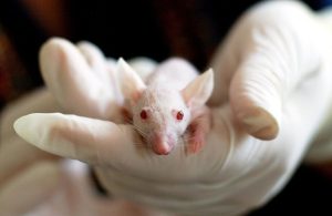 Japon : des souris clonées à partir de cellules lyophilisées