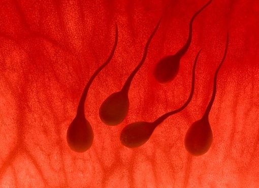 Royaume-Uni : le nombre d’enfants issus d’un don de sperme a triplé en 15 ans
